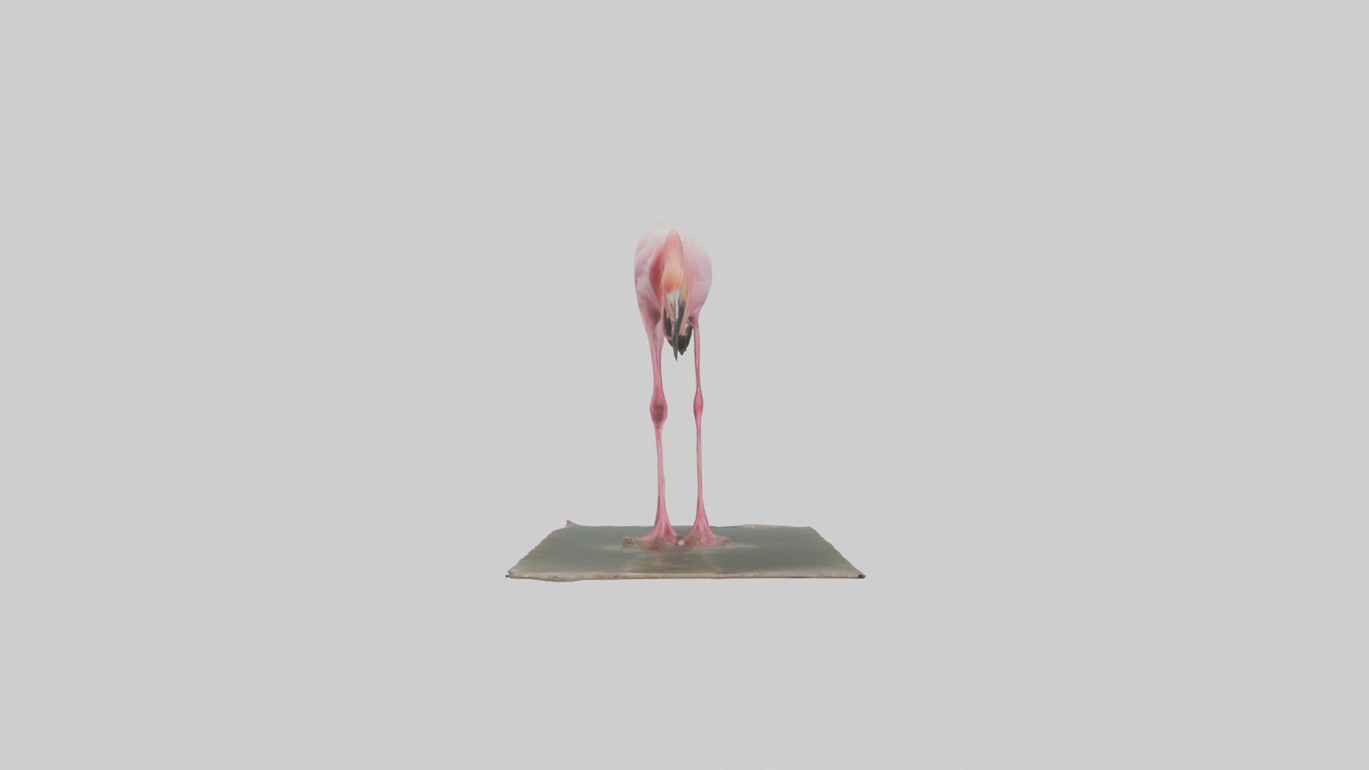 Lesser Flamingo drinking model Low-poly 3D model_9