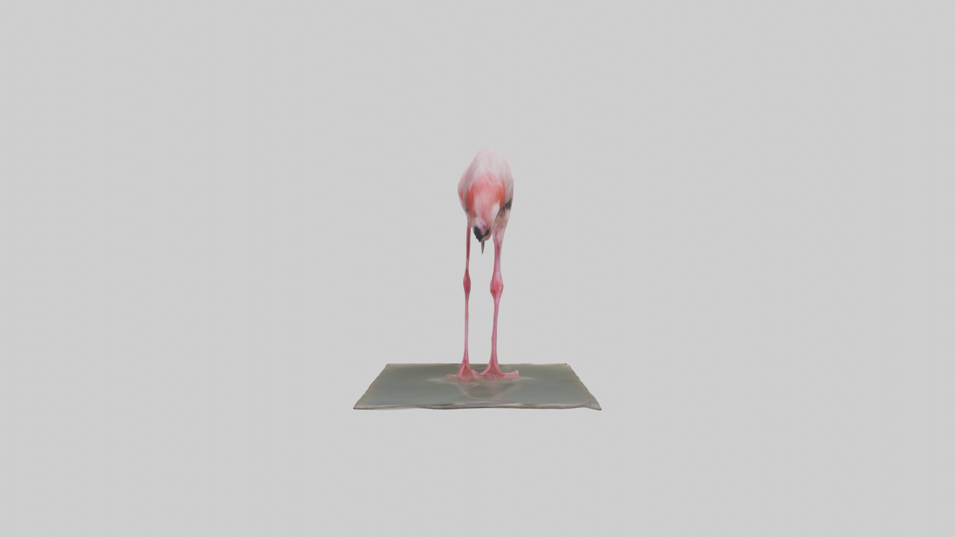 Lesser Flamingo drinking model Low-poly 3D model_2