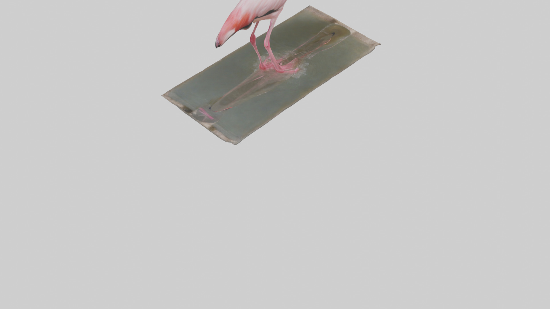 Lesser Flamingo drinking model Low-poly 3D model_5
