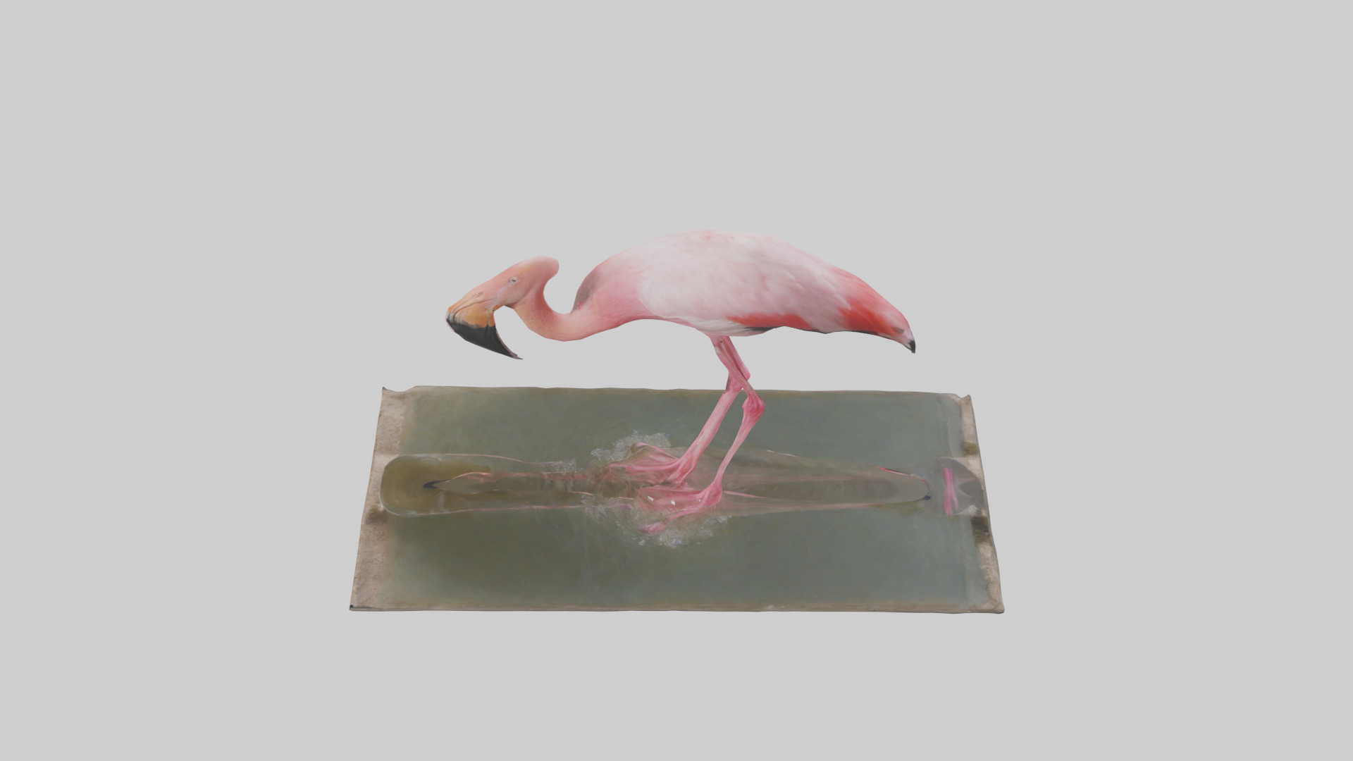 Lesser Flamingo drinking model Low-poly 3D model_17