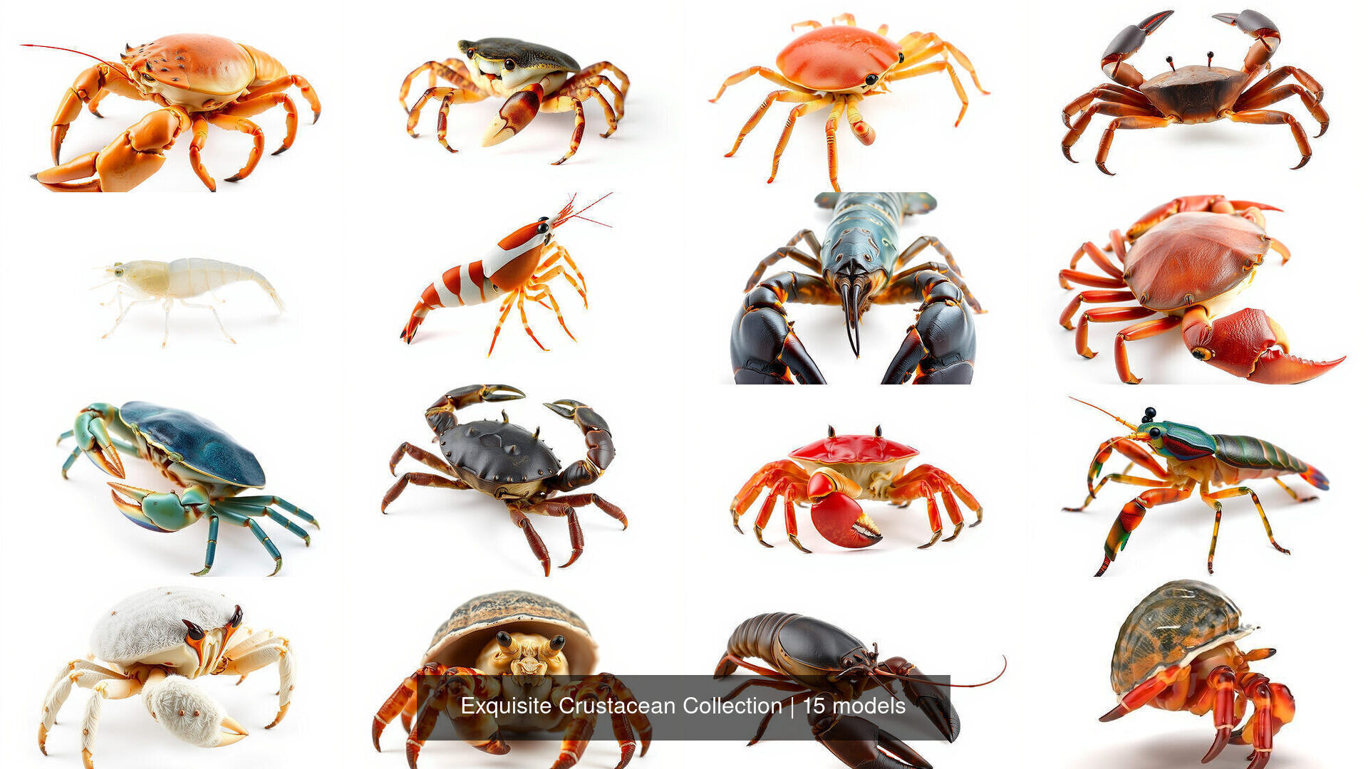 Exquisite Crustacean Collection _8