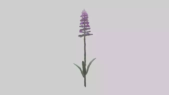 Liatris flower model