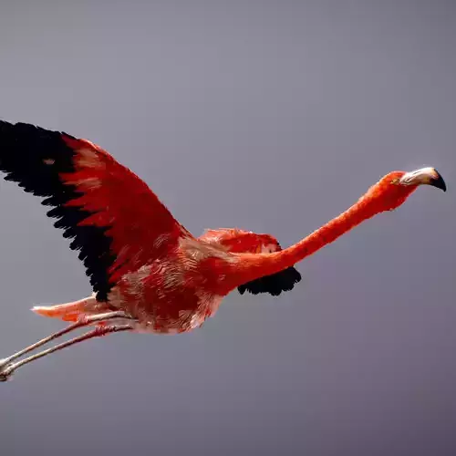 American Flamingo