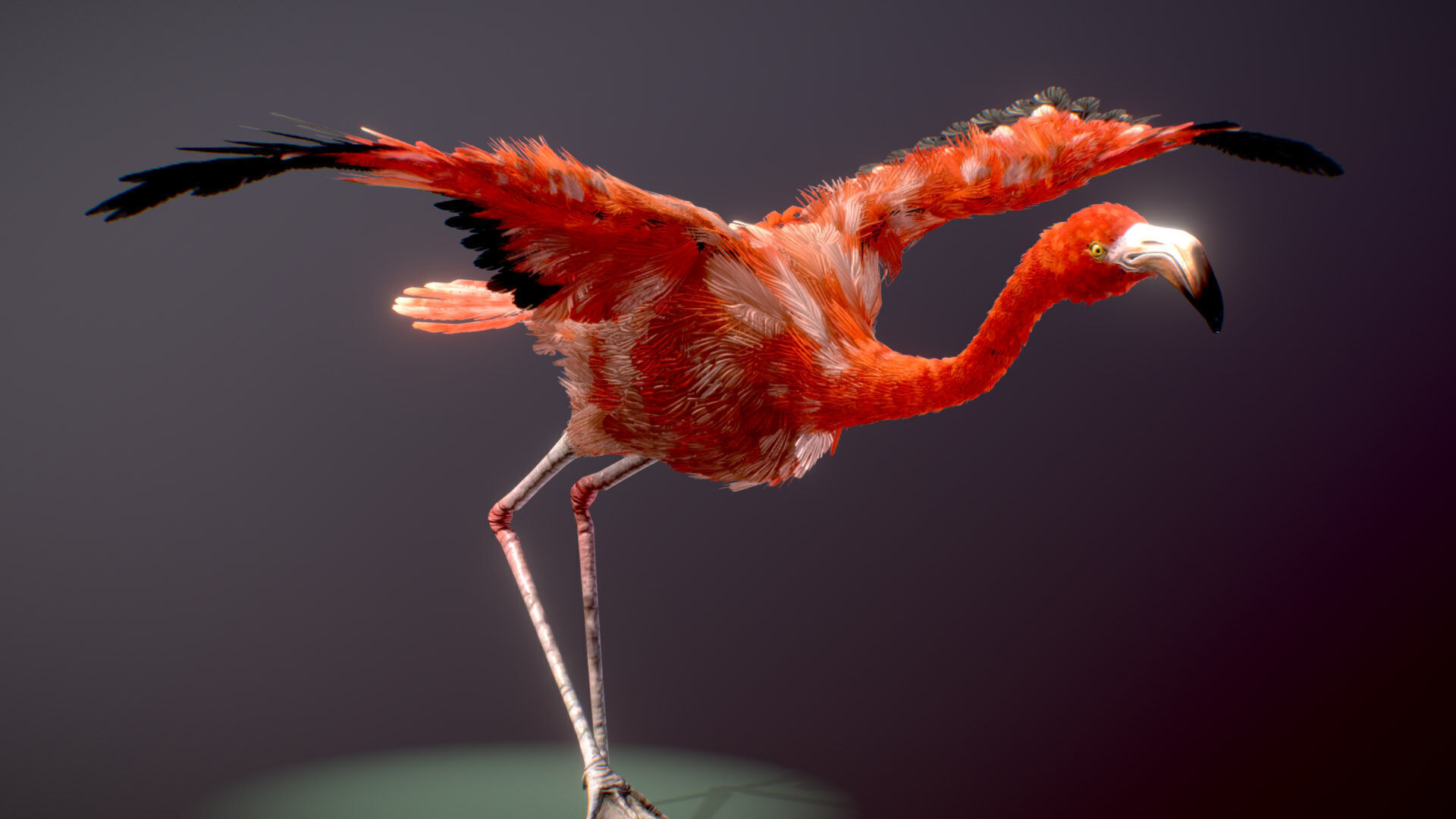 American Flamingo 3D model_5