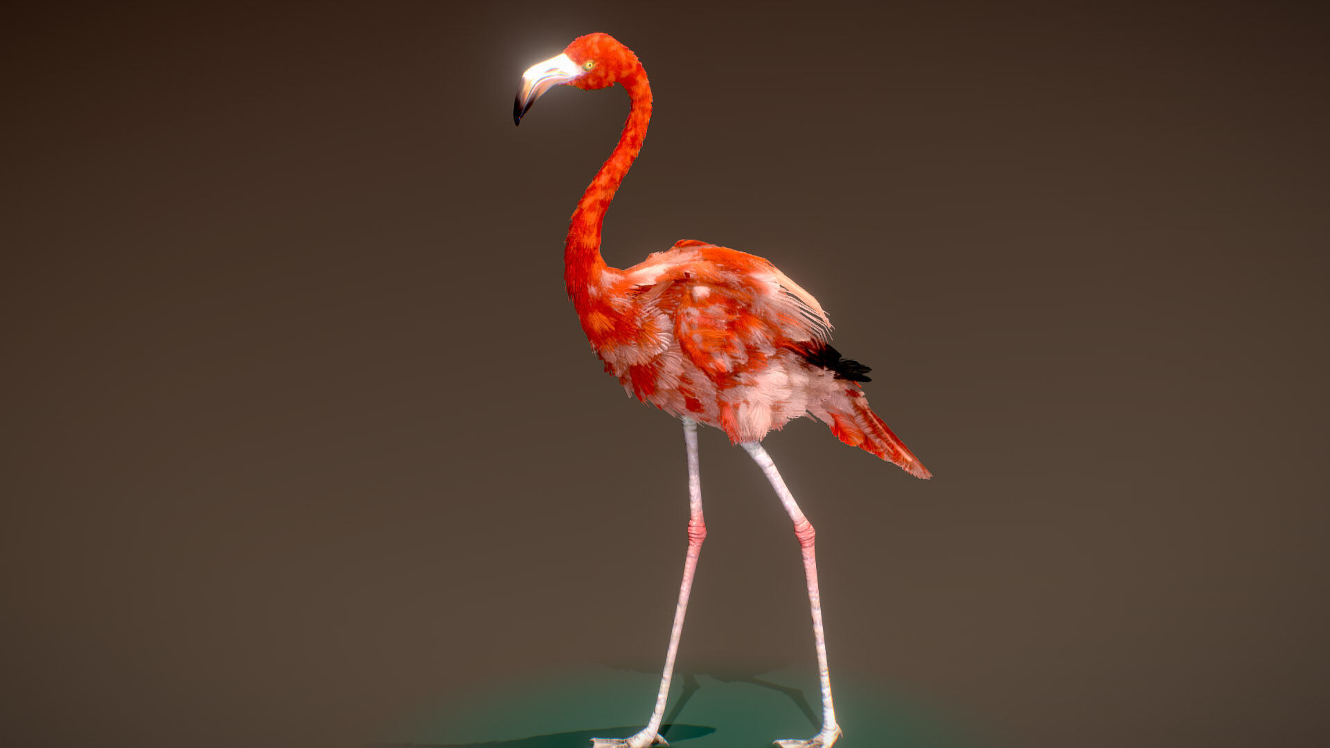 American Flamingo 3D model_4