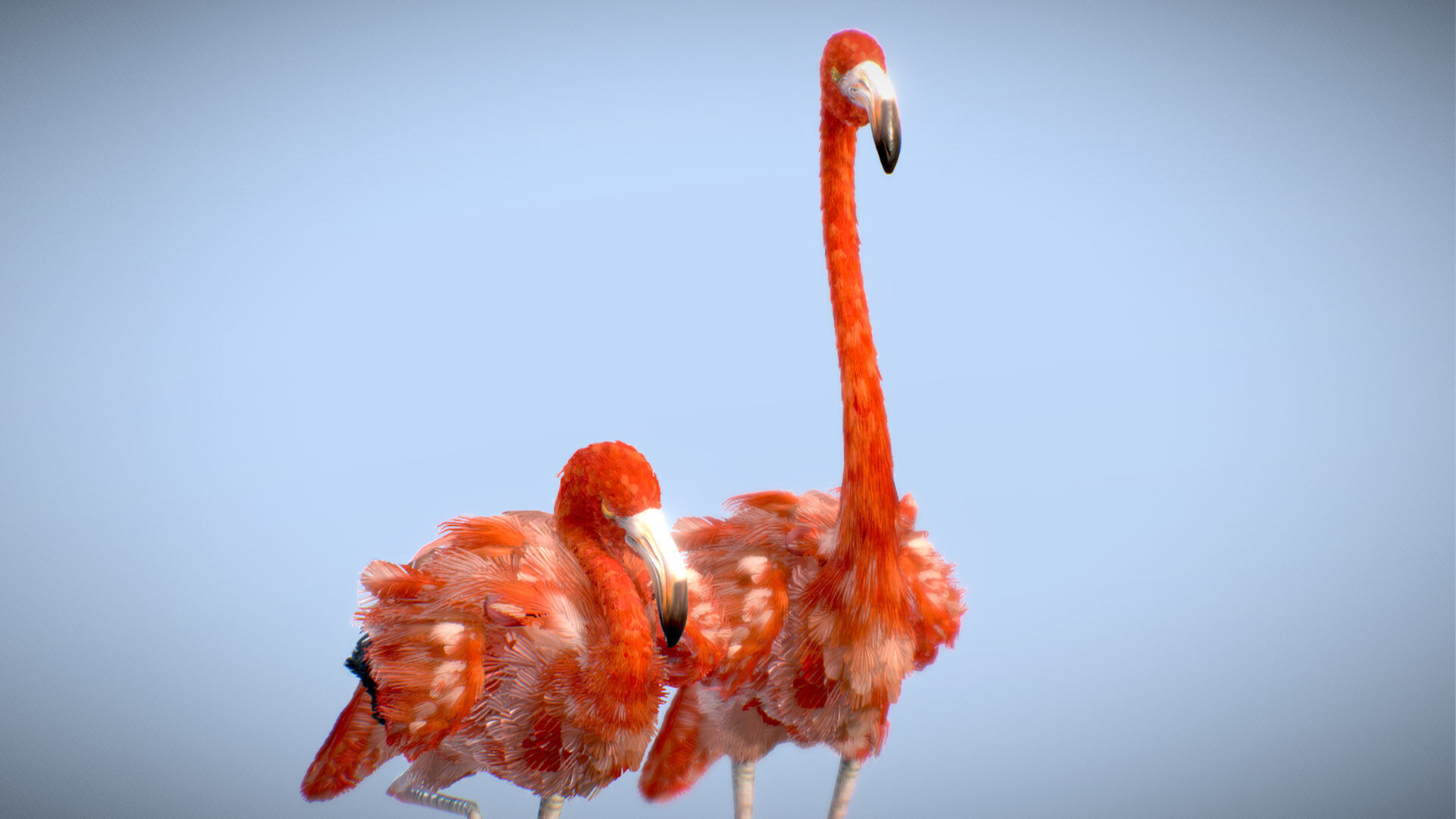American Flamingo 3D model_8