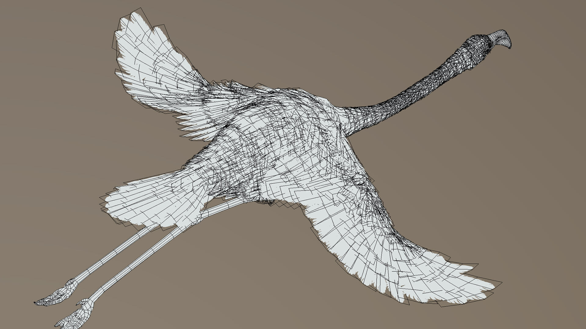 American Flamingo 3D model_6