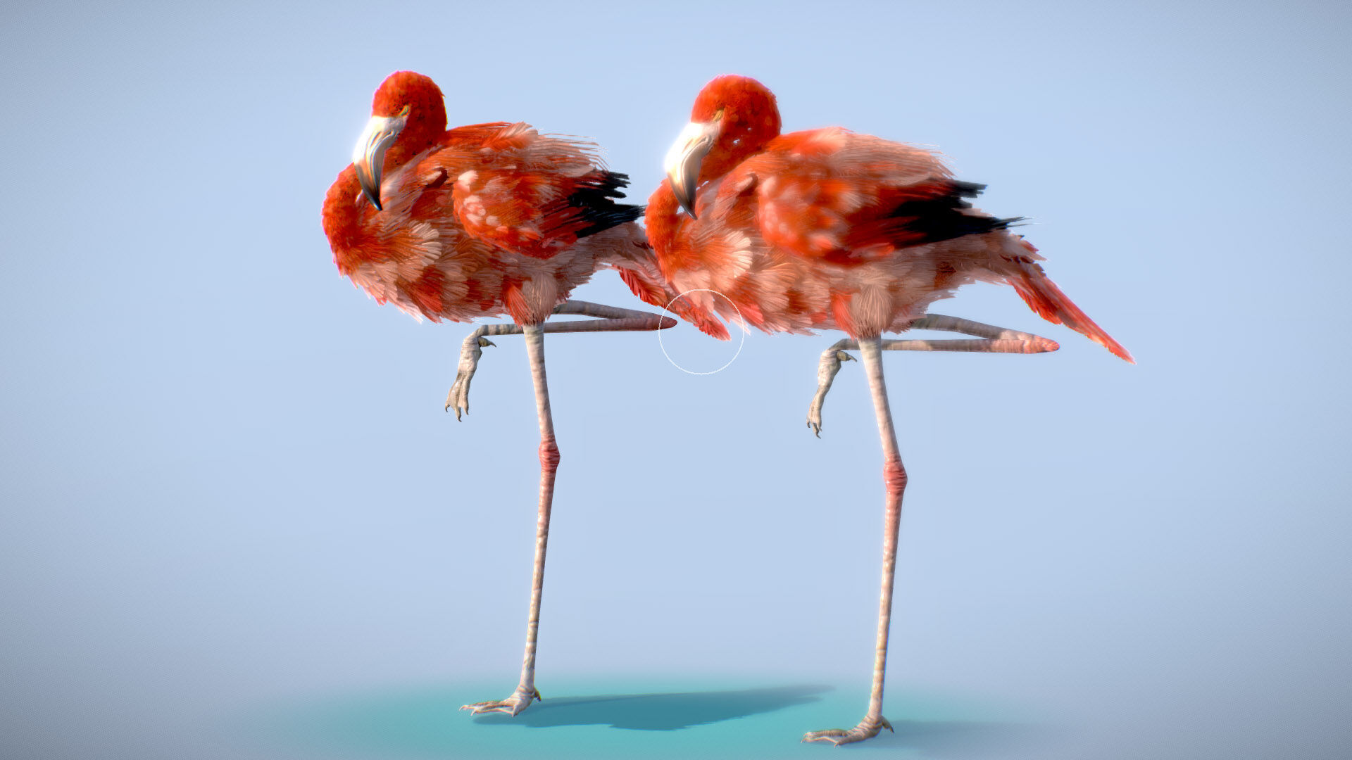American Flamingo 3D model_9