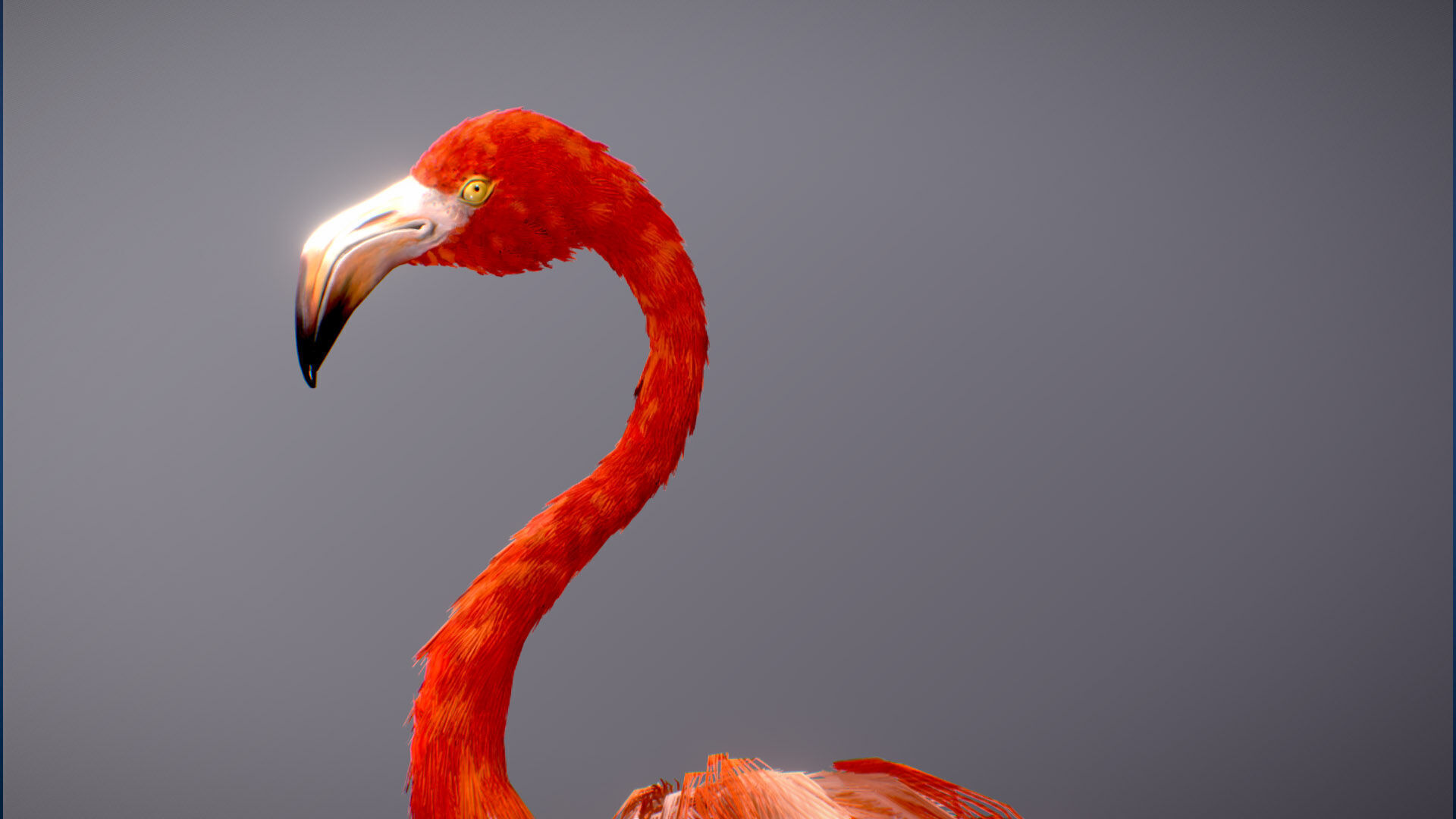 American Flamingo 3D model_2
