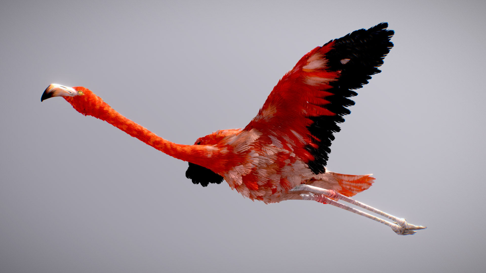 American Flamingo 3D model_3