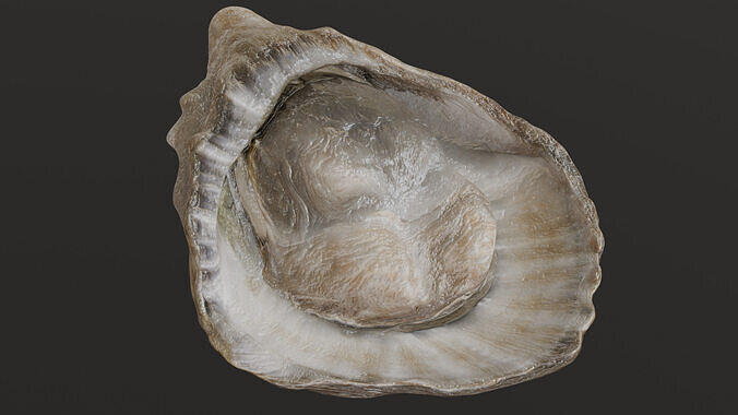 Fresh oyster 3D model 2