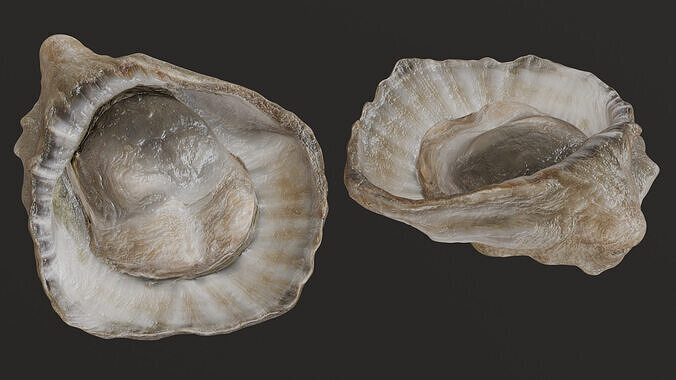 Fresh oyster 3D model 4