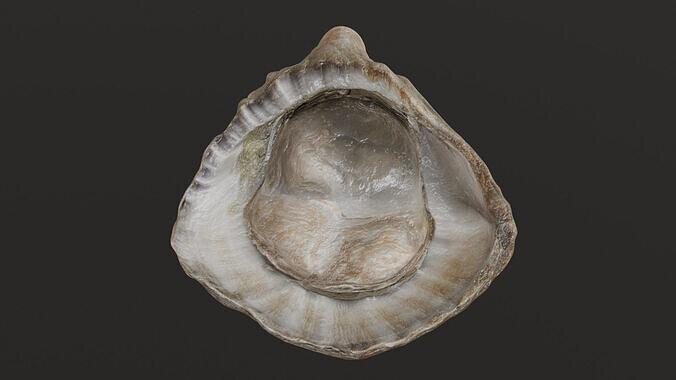 Fresh oyster 3D model 6