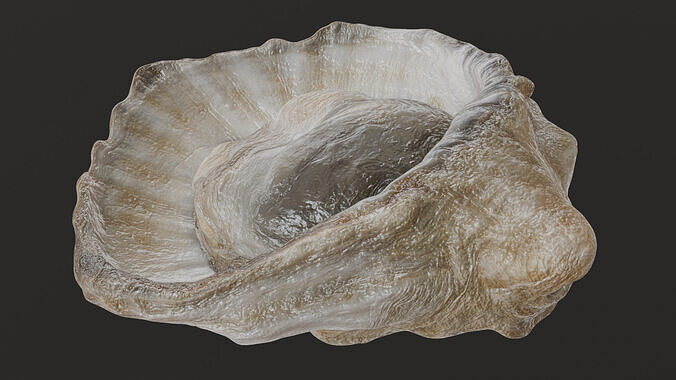 Fresh oyster 3D model 5