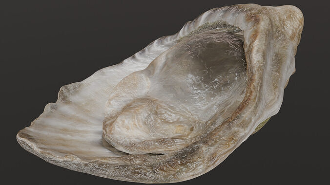 Fresh oyster 3D model 3
