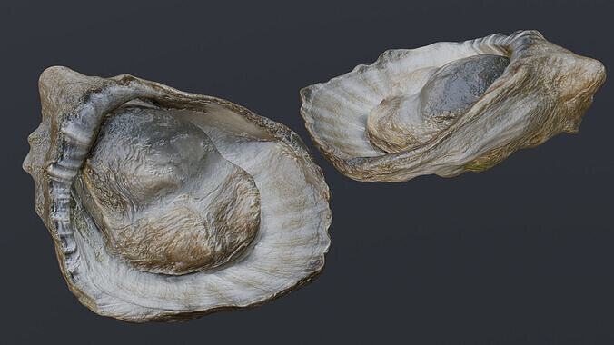 Fresh oyster 3D model 7