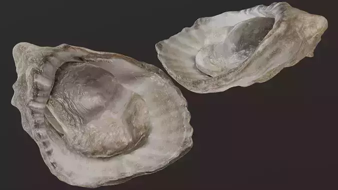 Fresh oyster
