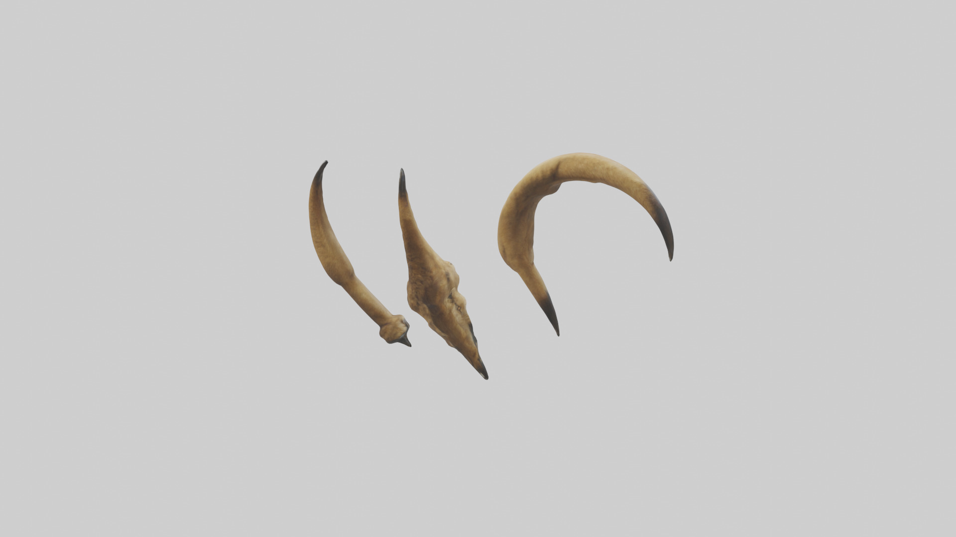 Lion Claws Low-poly 3D model_2