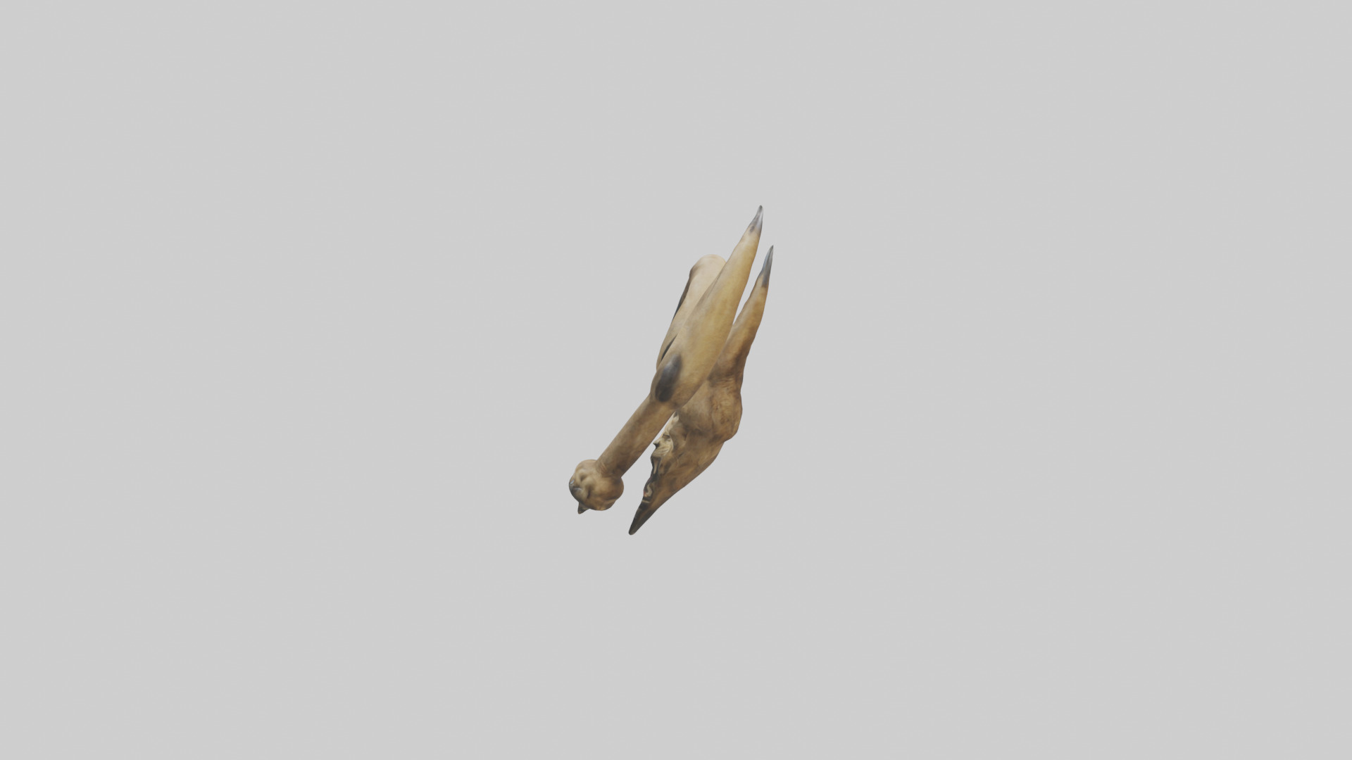 Lion Claws Low-poly 3D model_12
