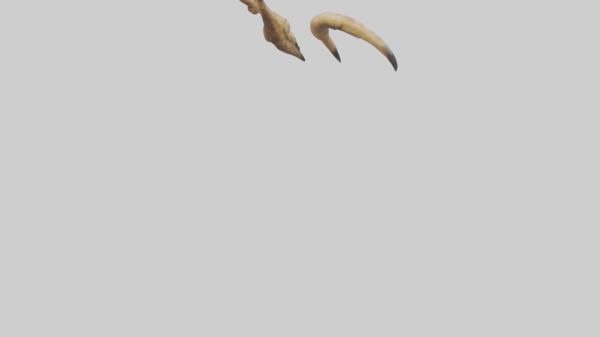 Lion Claws Low-poly 3D model_4