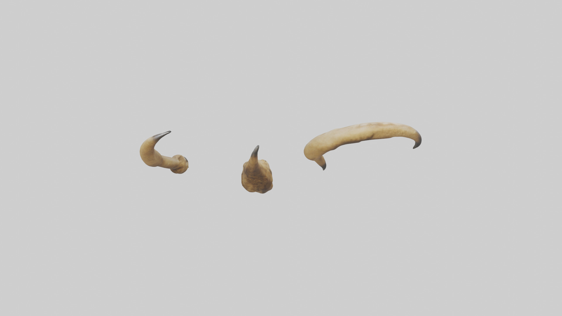Lion Claws Low-poly 3D model_15
