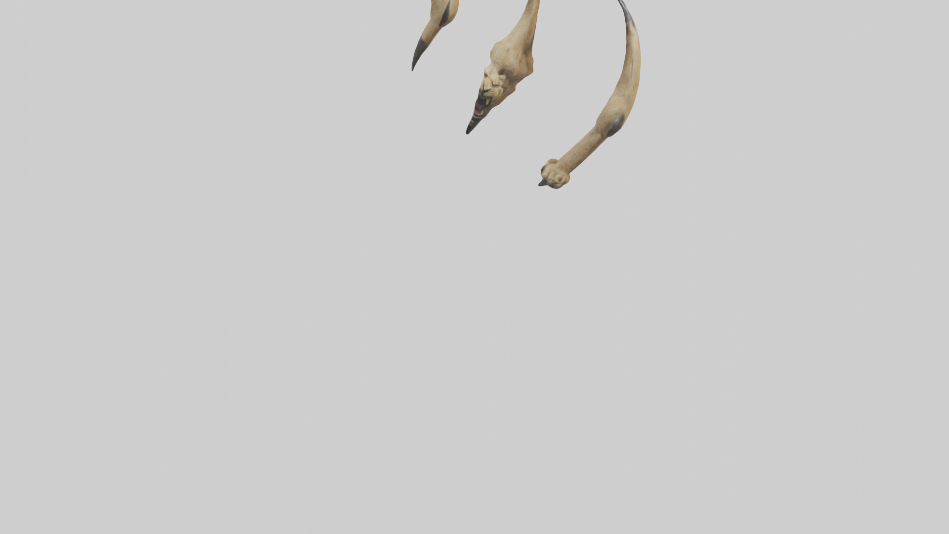 Lion Claws Low-poly 3D model_5