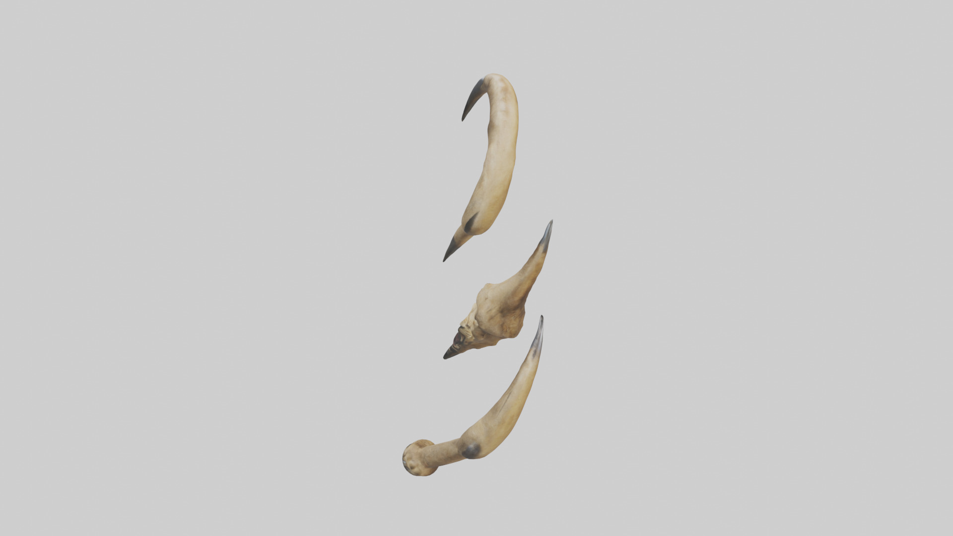 Lion Claws Low-poly 3D model_17
