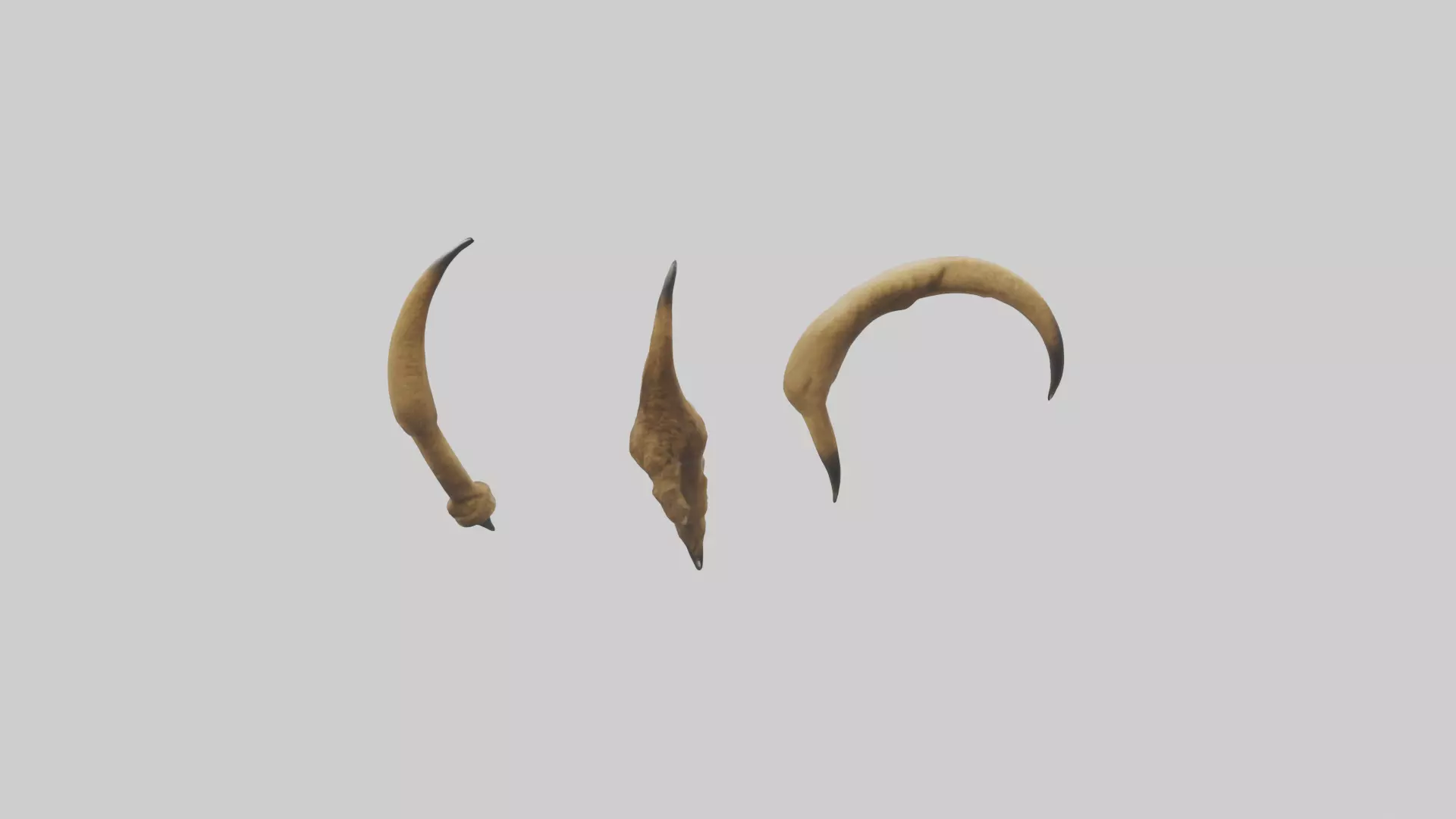 Lion Claws Low-poly 3D model_0