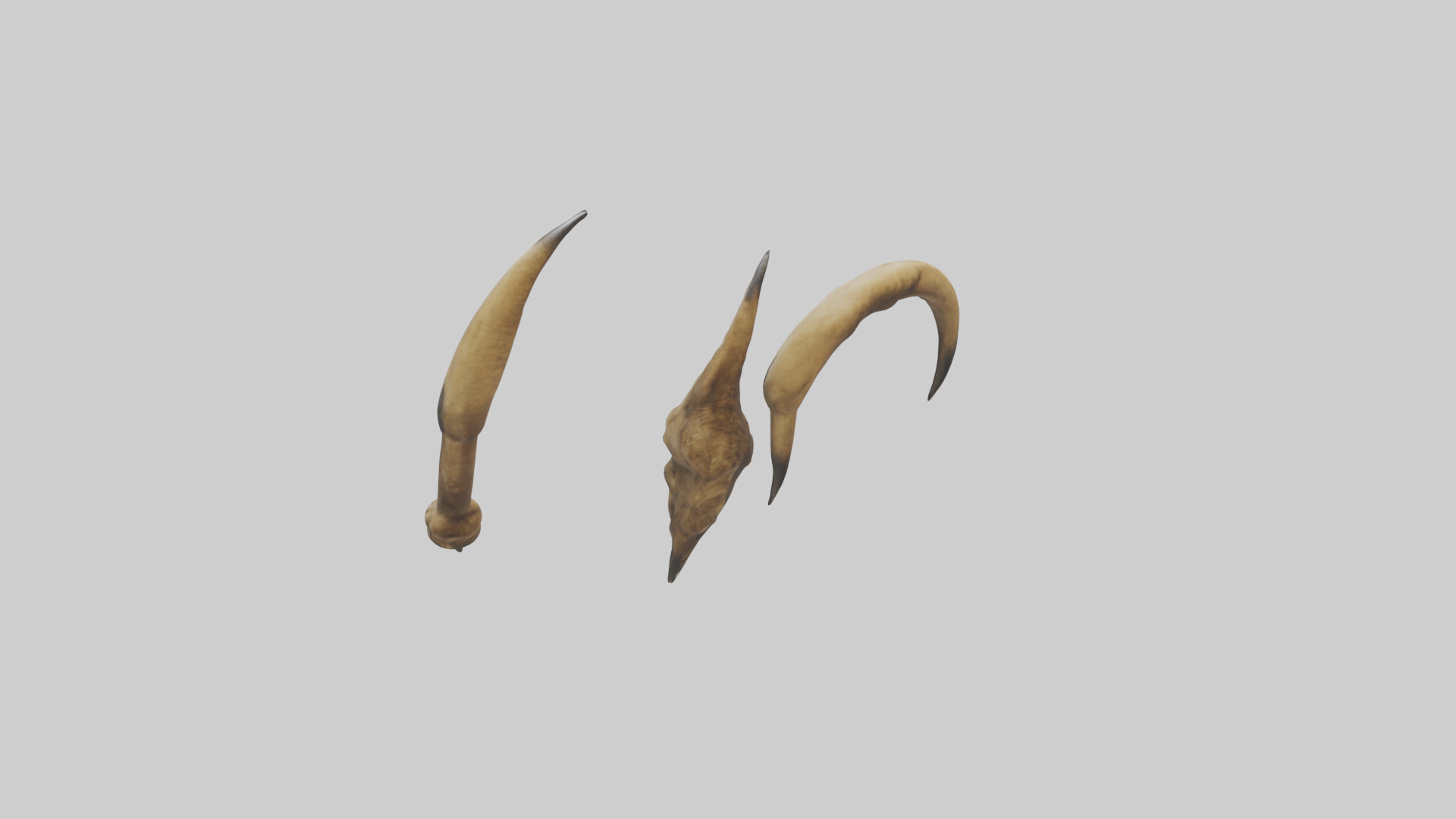 Lion Claws Low-poly 3D model_1