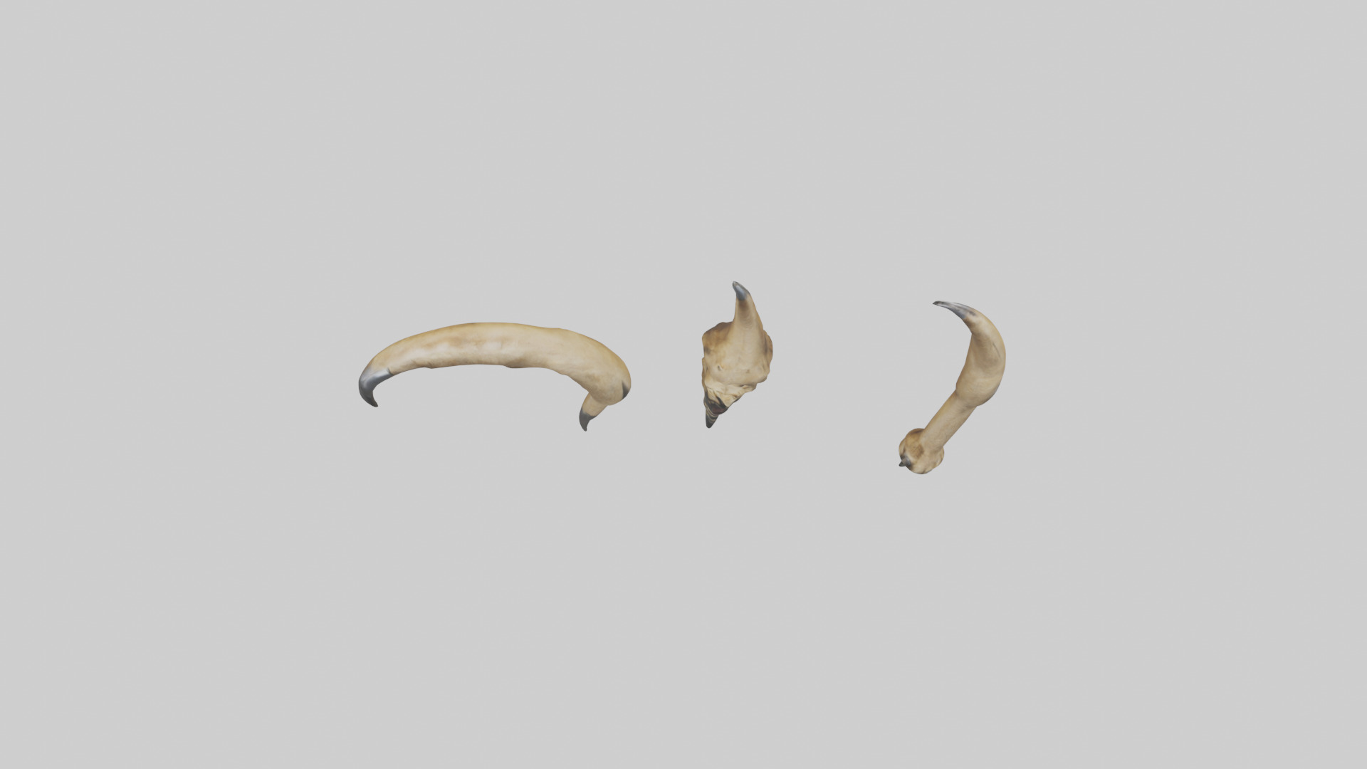 Lion Claws Low-poly 3D model_14