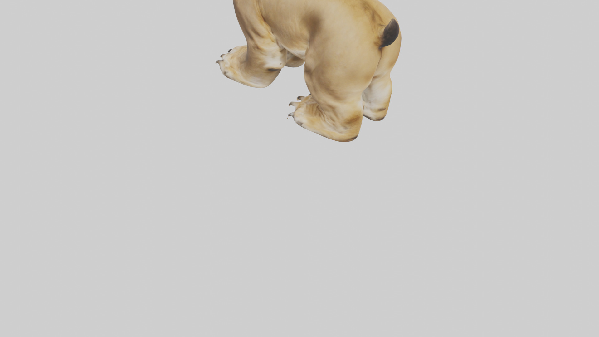 Lion Paws Low-poly 3D model_6