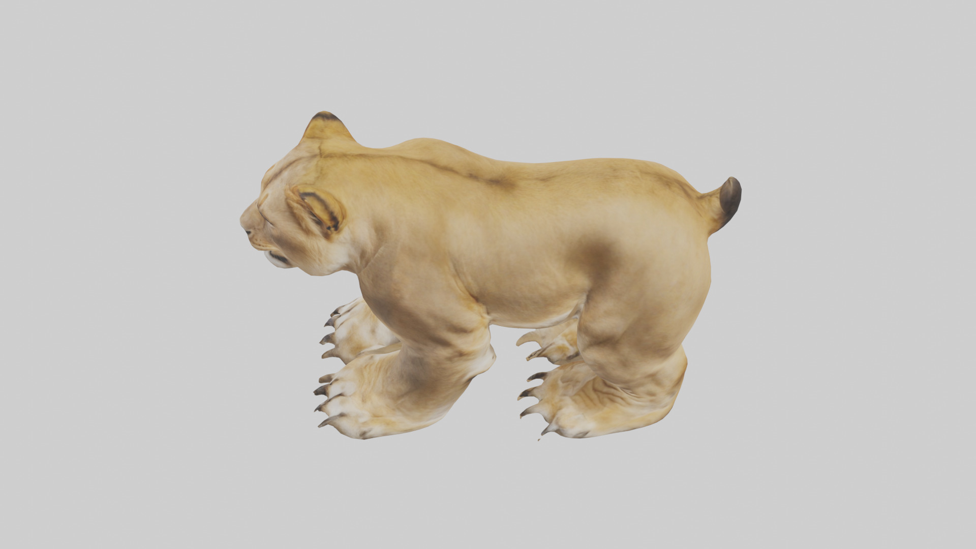 Lion Paws Low-poly 3D model_17