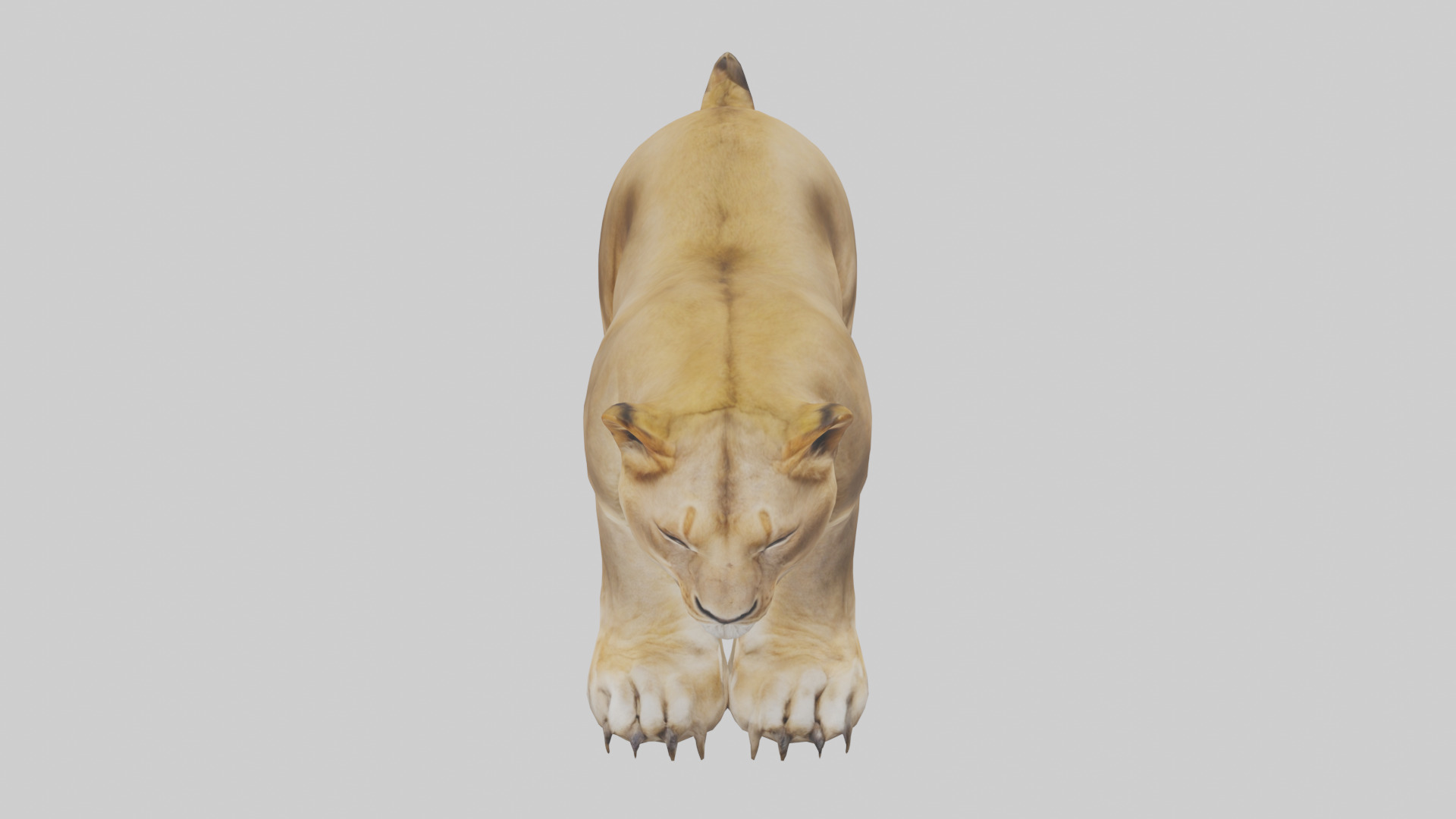 Lion Paws Low-poly 3D model_16