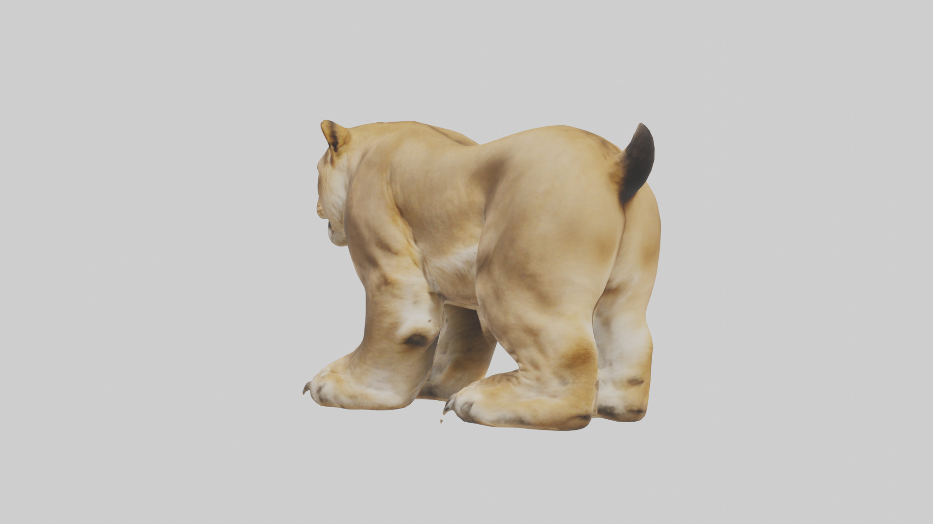 Lion Paws Low-poly 3D model_4