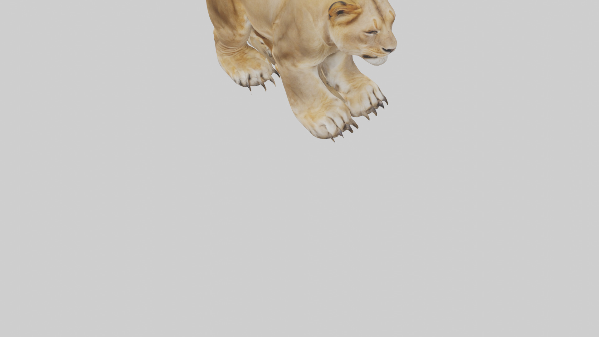 Lion Paws Low-poly 3D model_9