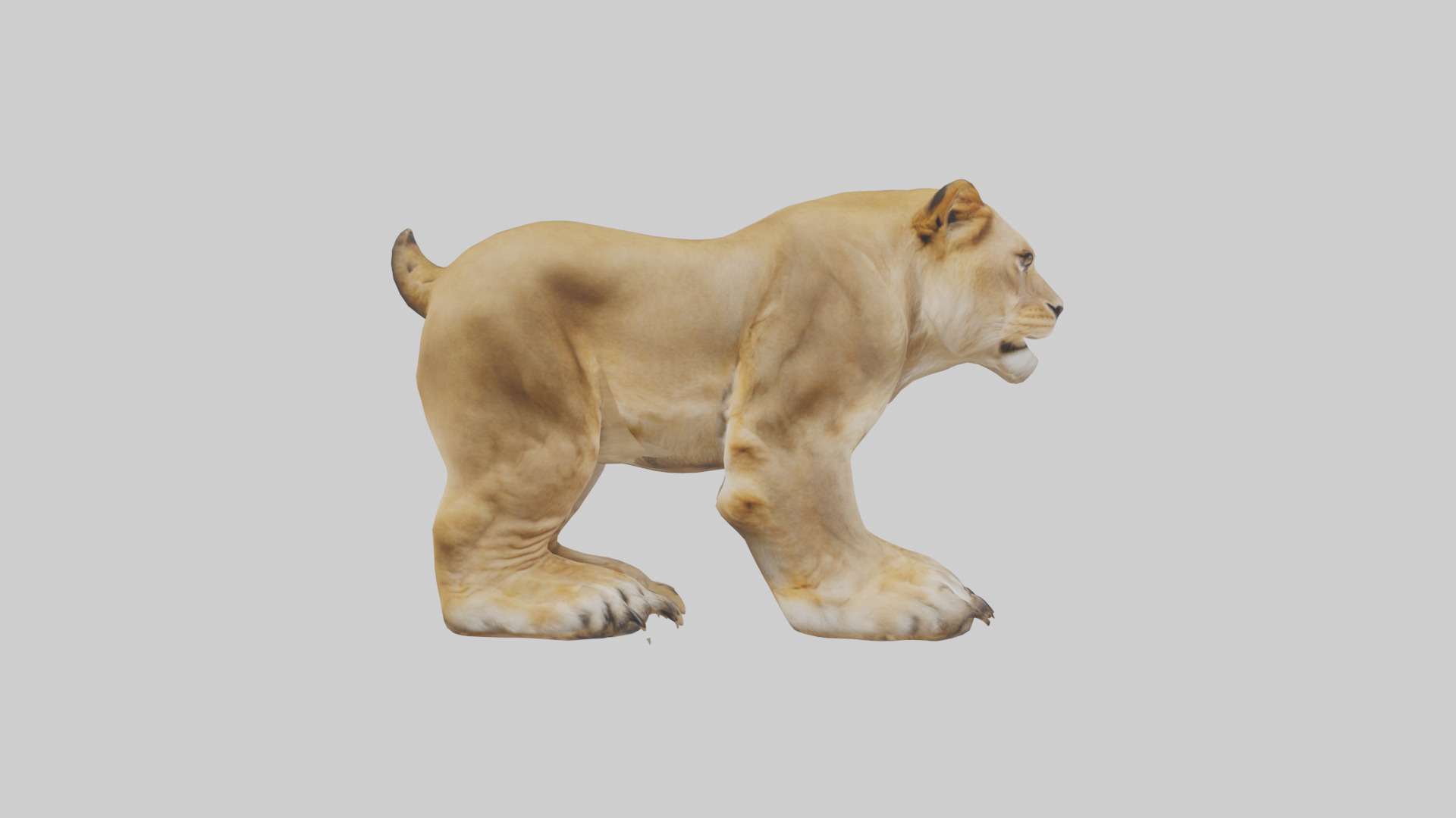 Lion Paws Low-poly 3D model_13
