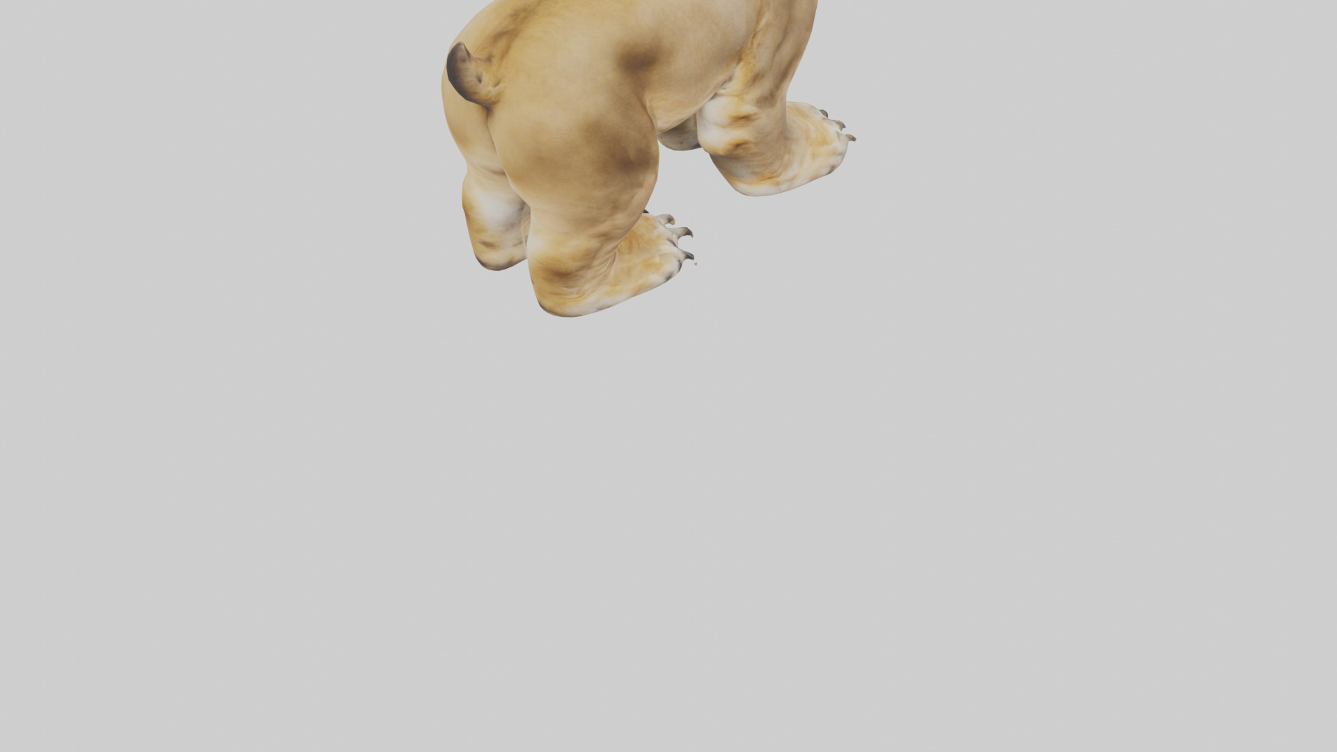 Lion Paws Low-poly 3D model_7