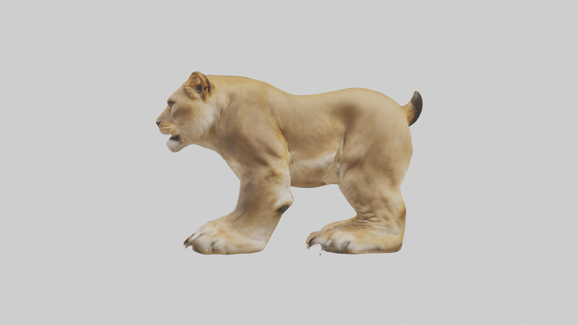 Lion Paws Low-poly 3D model_12