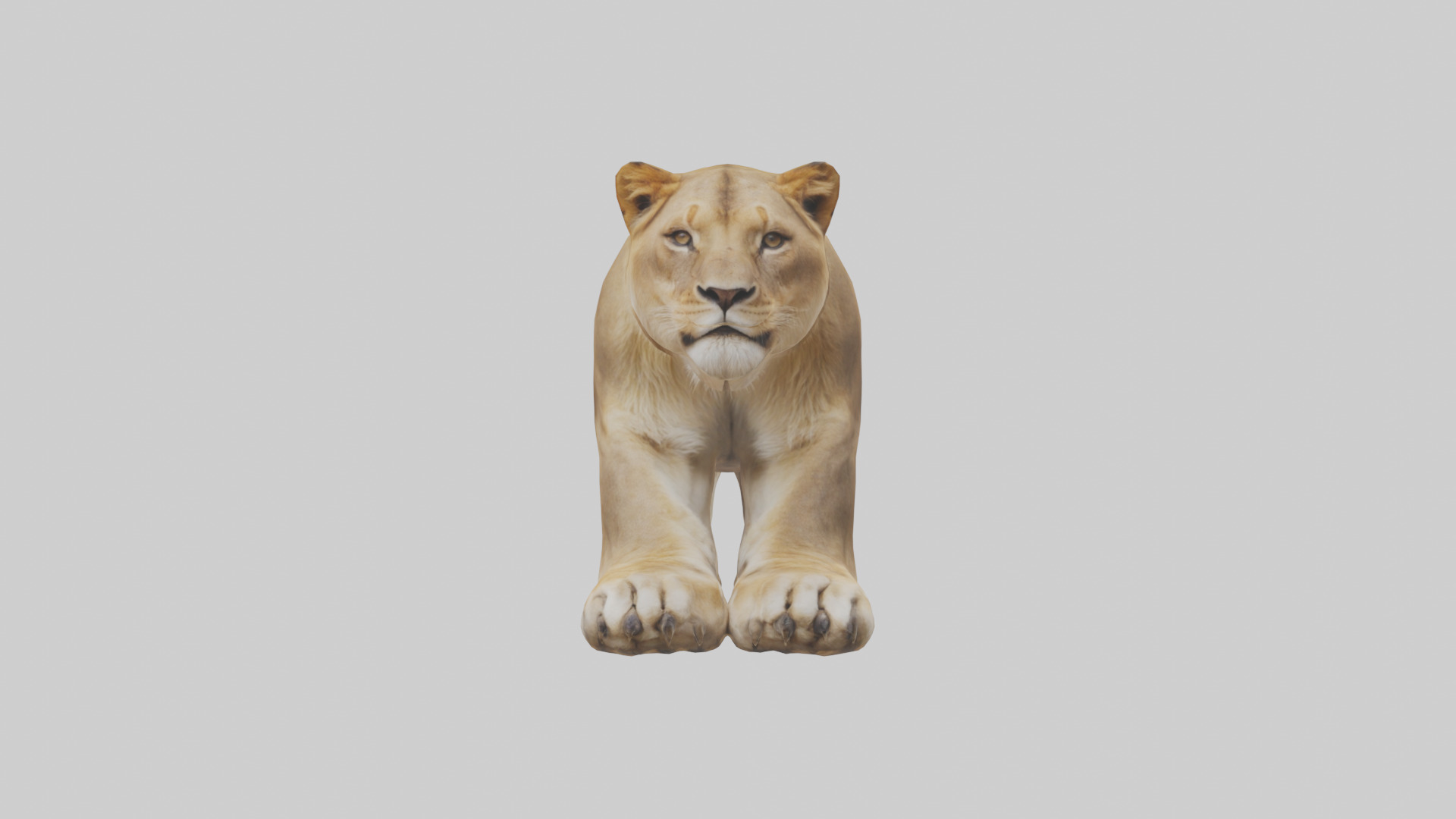 Lion Paws Low-poly 3D model_1