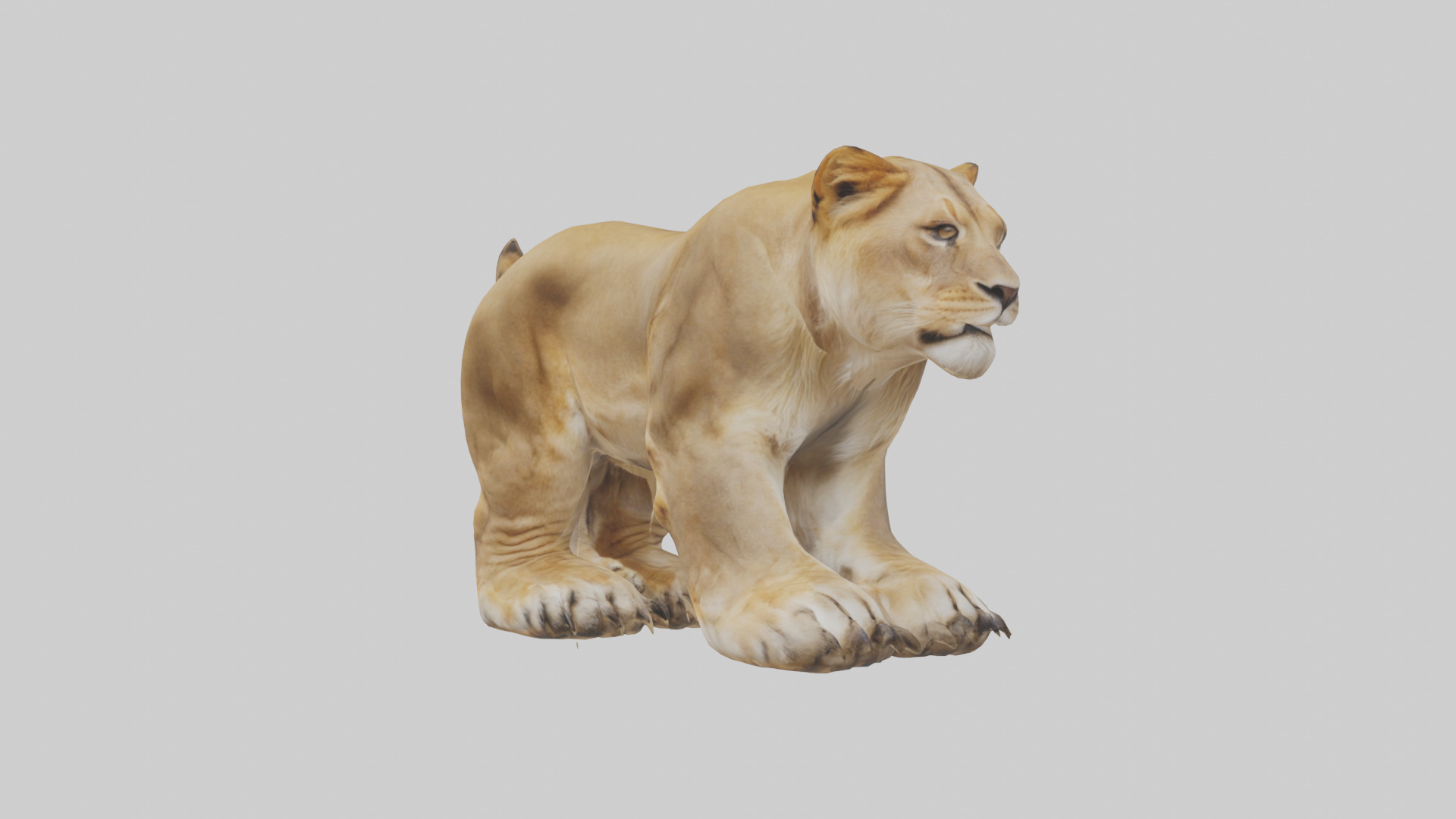 Lion Paws Low-poly 3D model_11