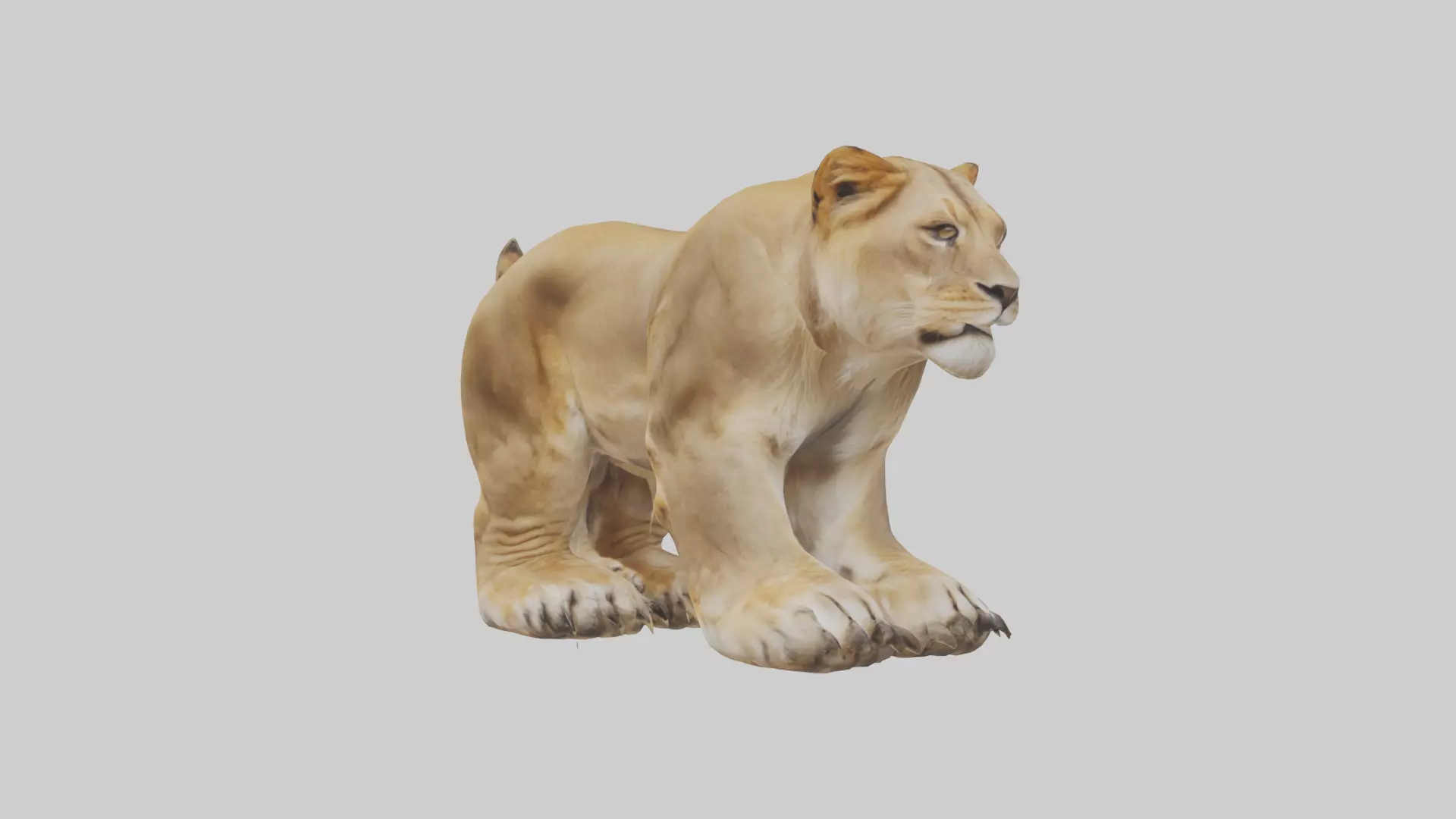 Lion Paws Low-poly 3D model_0