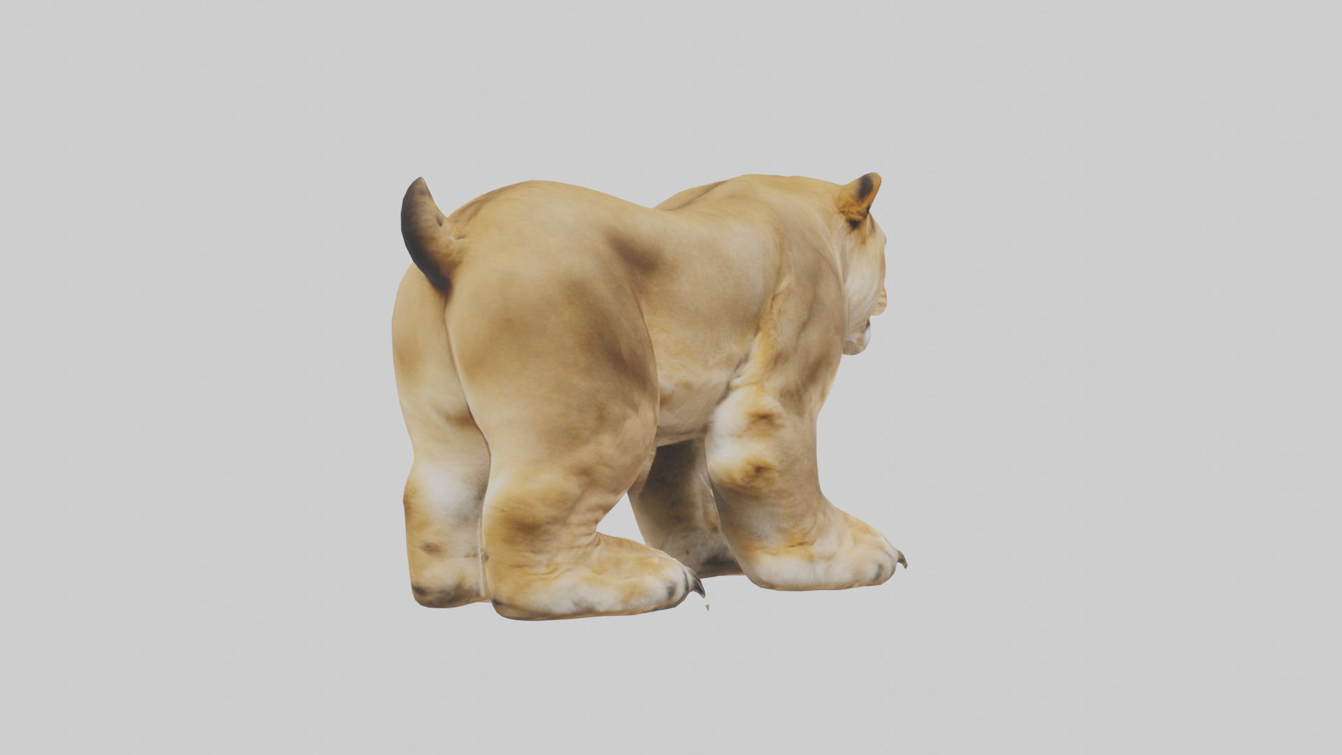 Lion Paws Low-poly 3D model_5