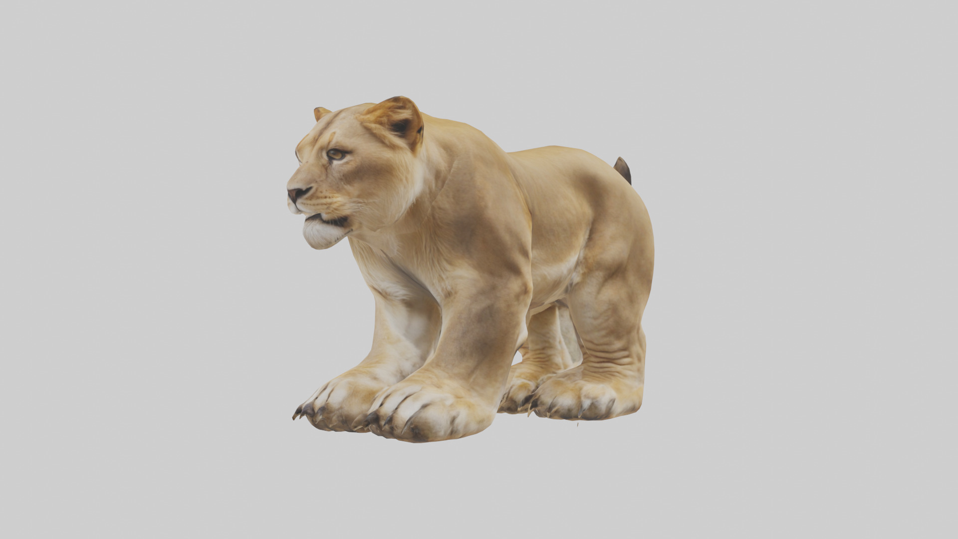 Lion Paws Low-poly 3D model_10
