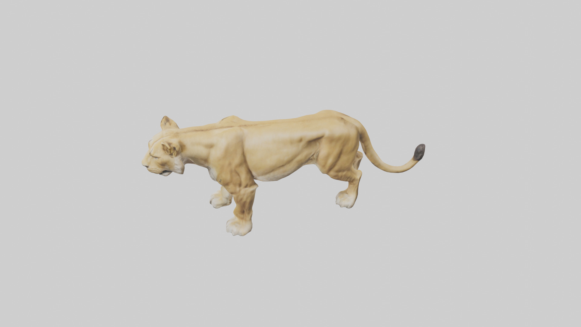 Lioness hunting model Low-poly 3D model_17