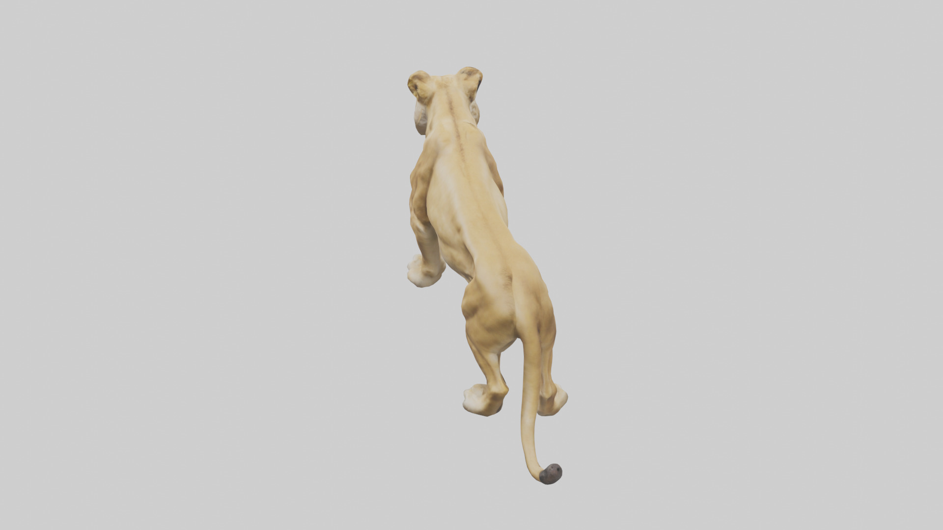 Lioness hunting model Low-poly 3D model_15