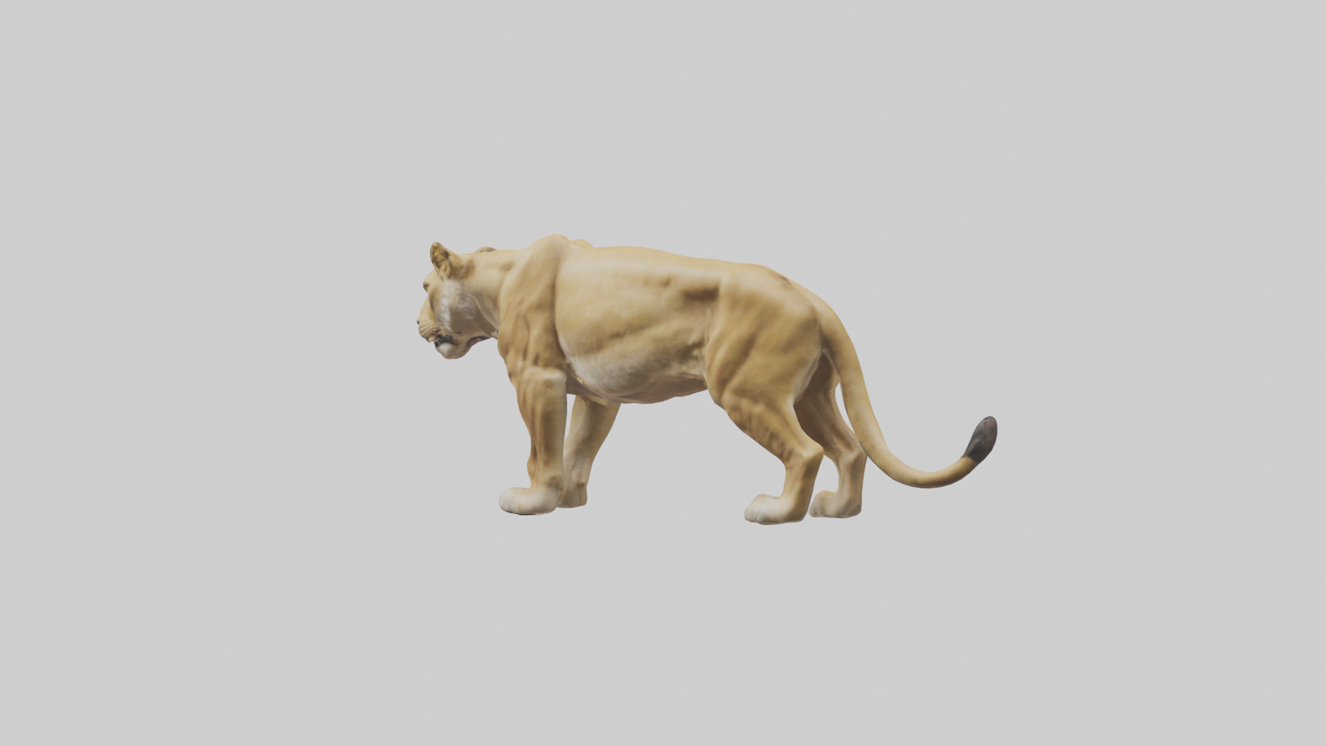 Lioness hunting model Low-poly 3D model_3