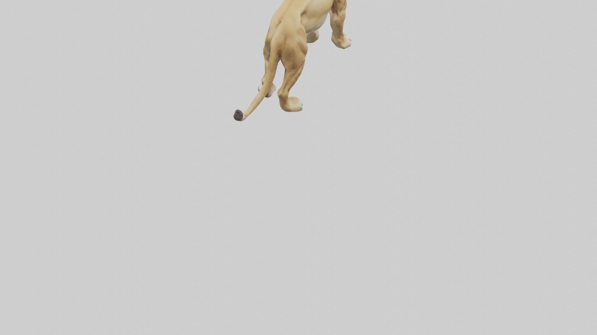 Lioness hunting model Low-poly 3D model_6