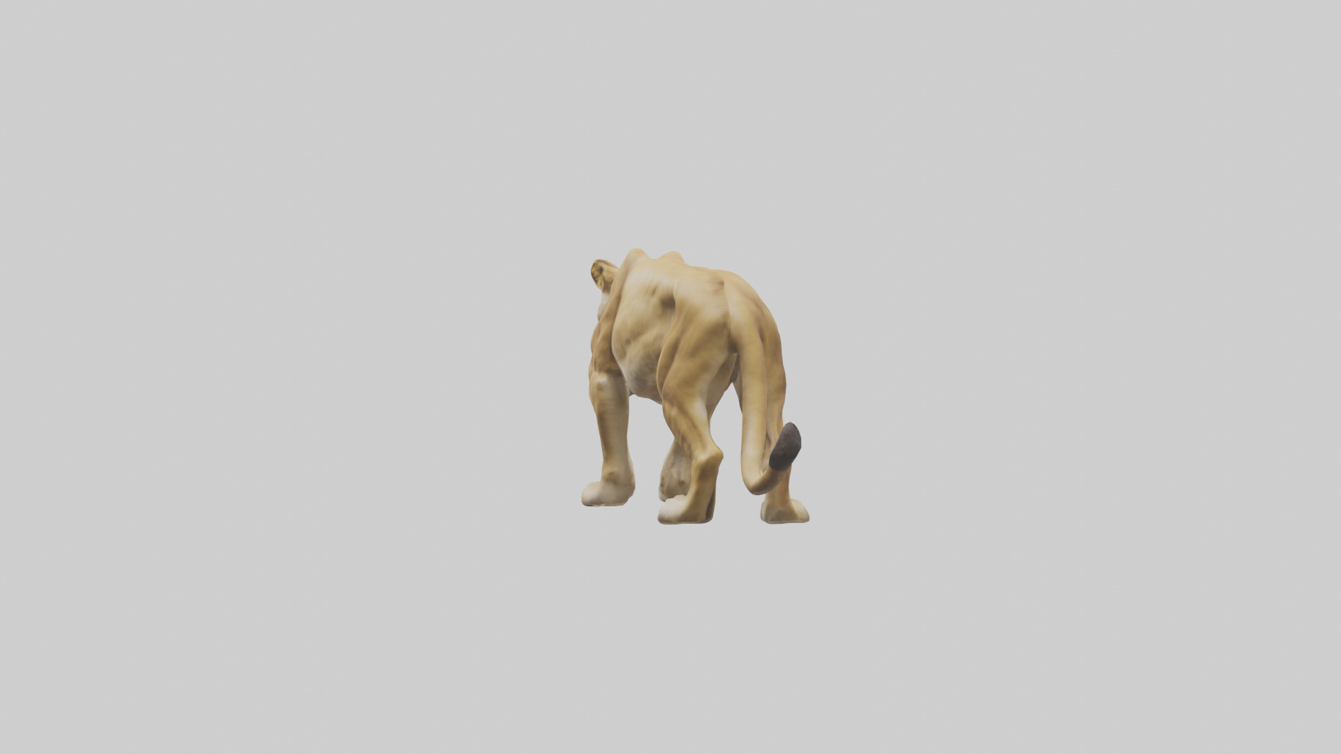 Lioness hunting model Low-poly 3D model_2