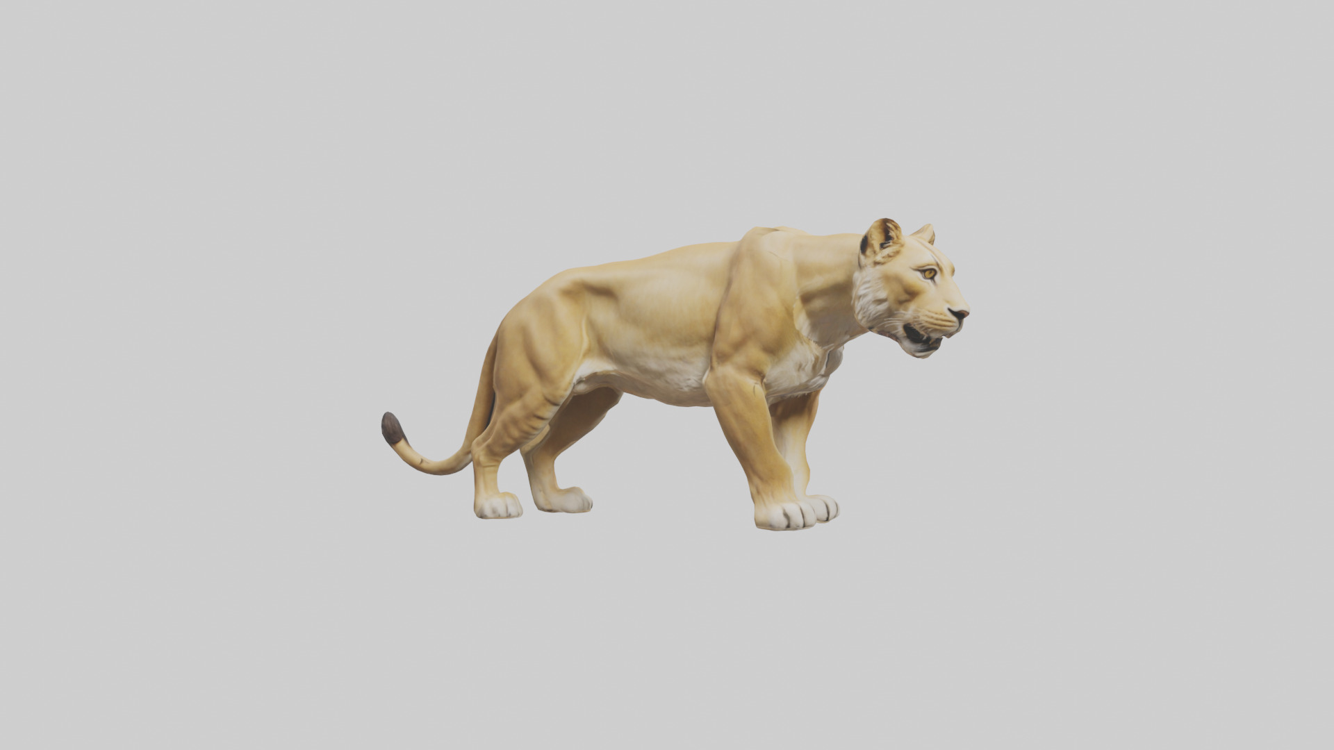 Lioness hunting model Low-poly 3D model_9