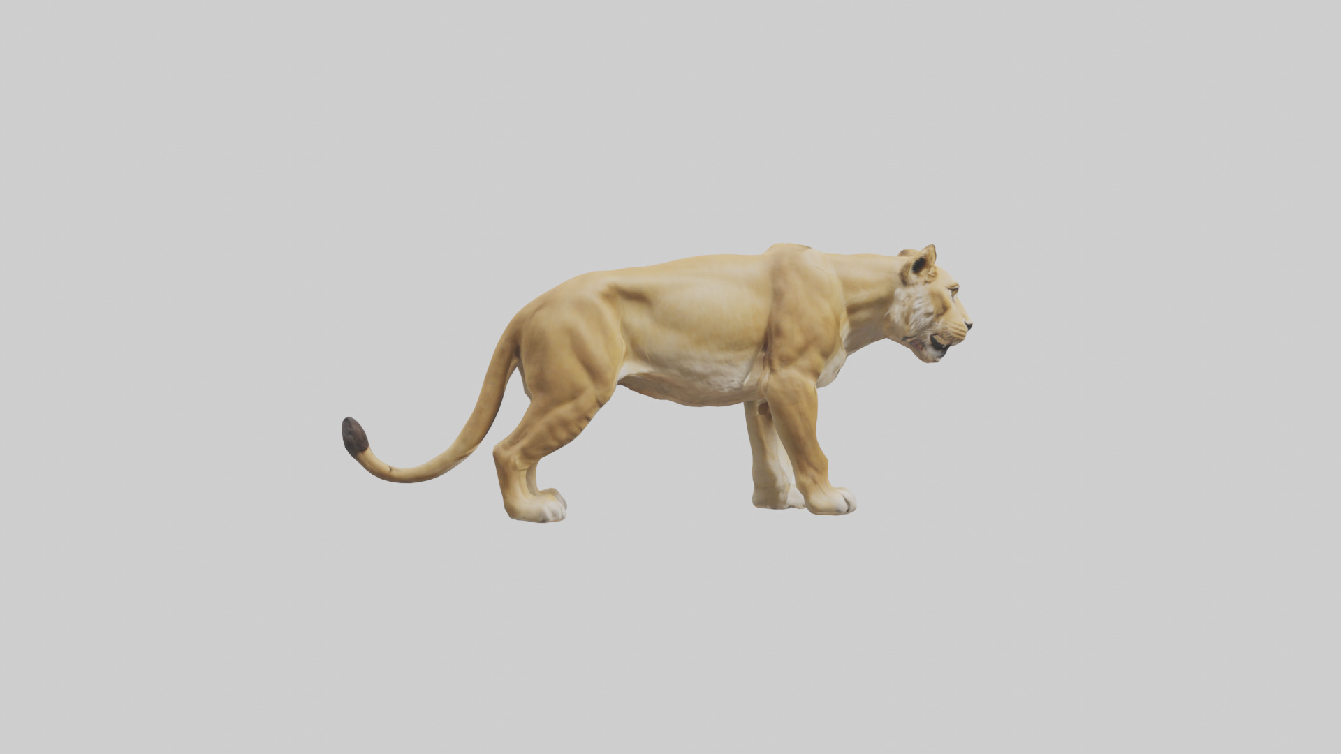 Lioness hunting model Low-poly 3D model_13